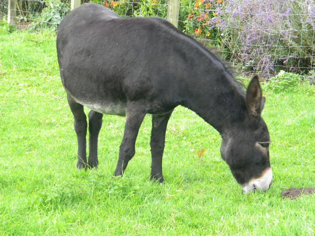 Dikkelvenne Petrus Wittebrood Hoeve المظهر الخارجي الصورة